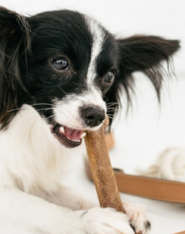 How to Start a Dog Treat Business