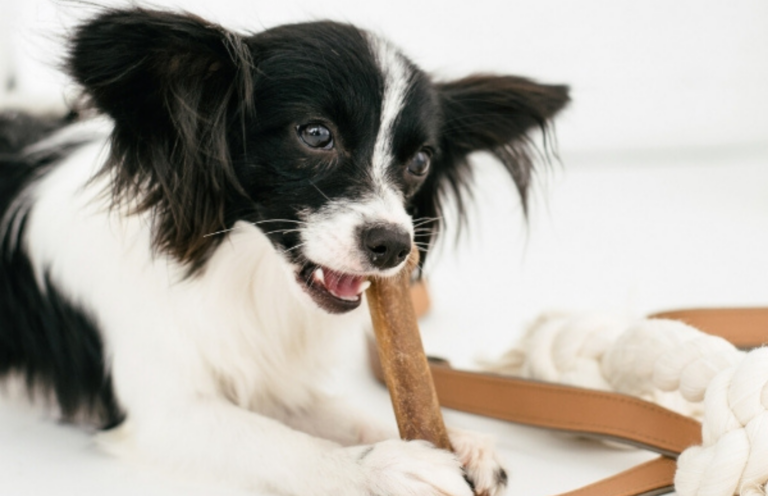 How to Start a Dog Treat Bakery